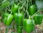 রঙীন ক্যাপসিকাম বীজ আমদানি করা বীজ - Image 3