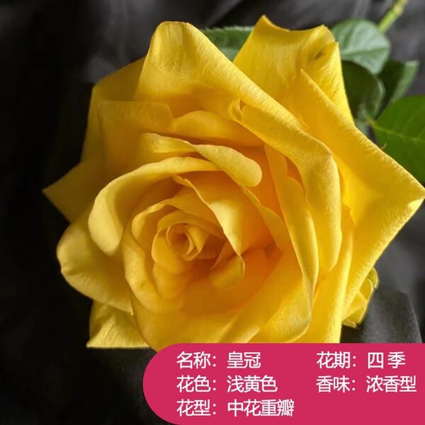 O1CN01vsht8w1YpVtapN0Cs_!!3471313108-0-cib.600x600 đŧ āĻšāϞā§āĻĻ āĻā§āϞāĻžāĻĒ - Image 1