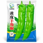 🌶️ কোরিয়ান লম্বা মরিচ ( ১২ মাসি )
