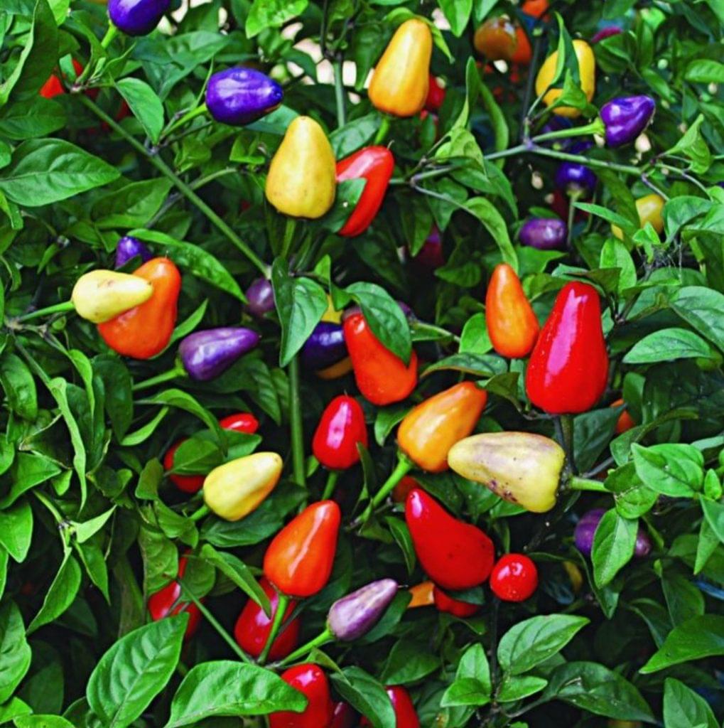 চায়না পাঁচ রঙের মরিচ বীজ - Image 1