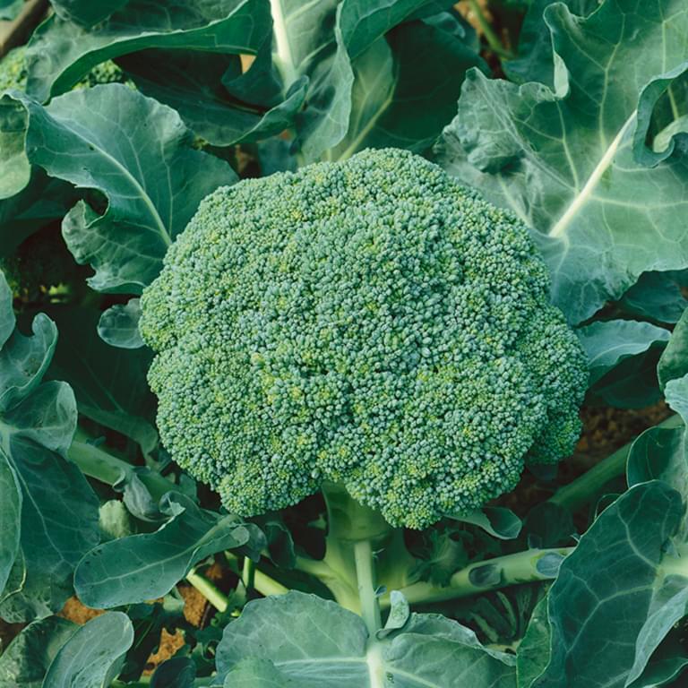 ব্রকোলি বীজ চায়না থেকে আমদানি করা - Image 1