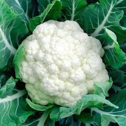 হাইব্রিড ফুলকপি বীজ - Image 1